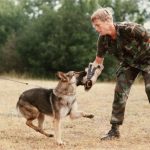 About German Shepherd Defense Training