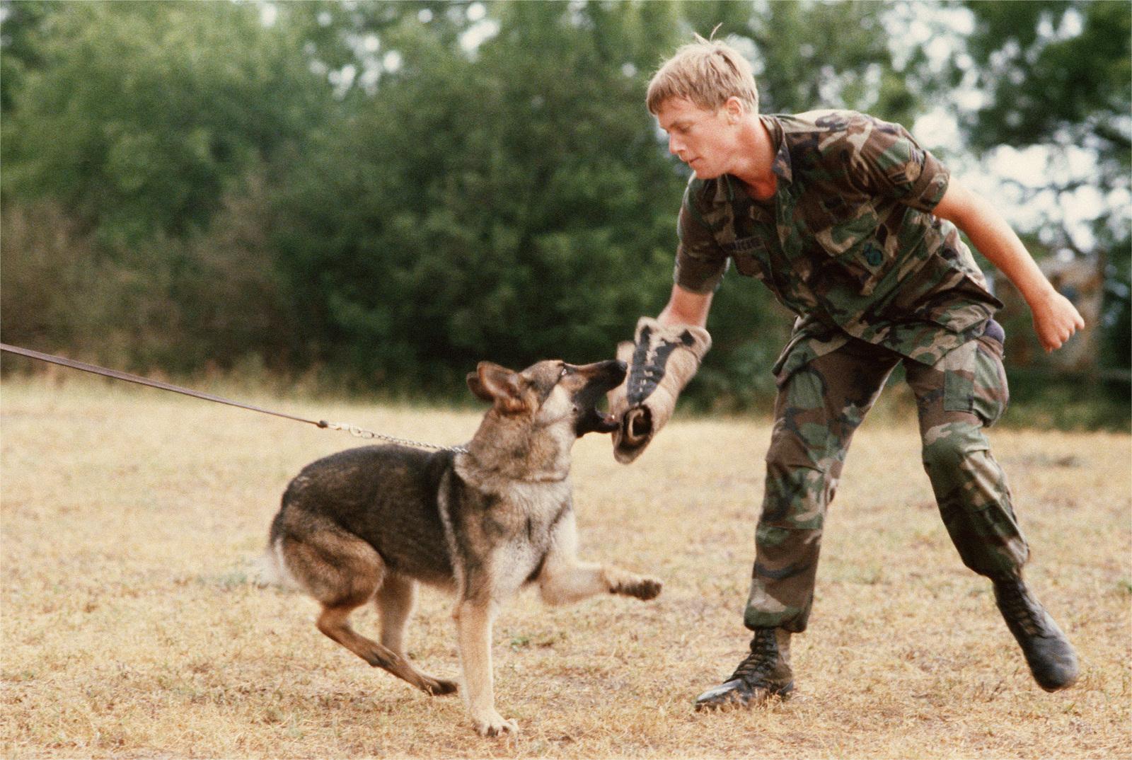 About German Shepherd Defense Training