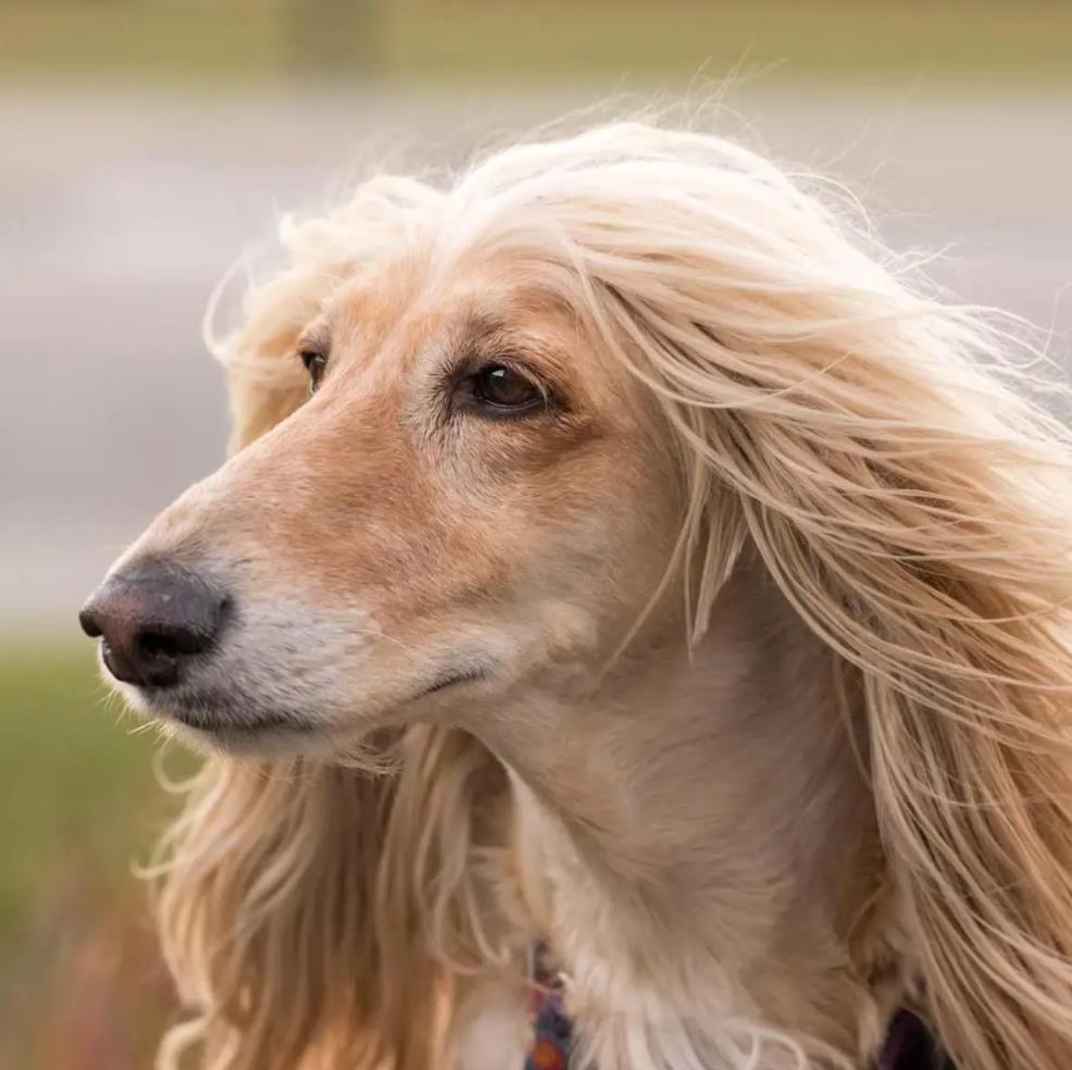 Afghan Hound