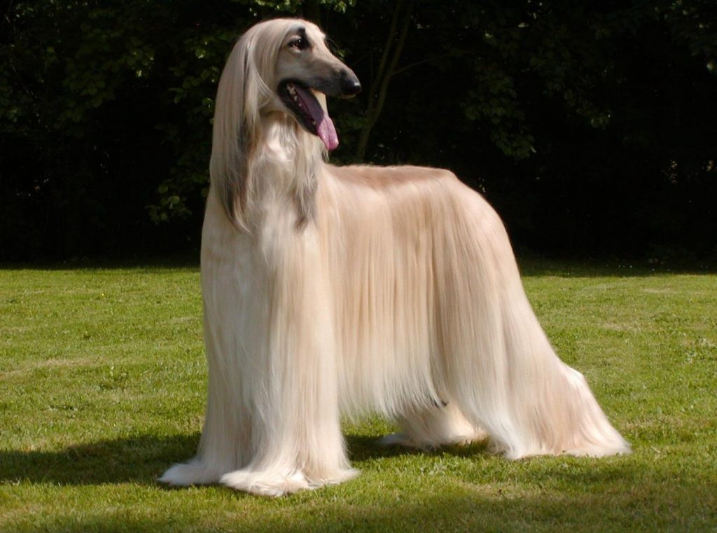 Afghan Hound