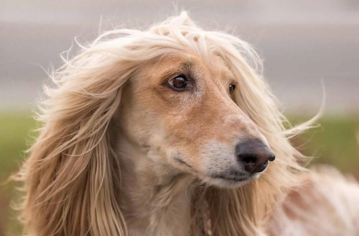 Afghan Hound