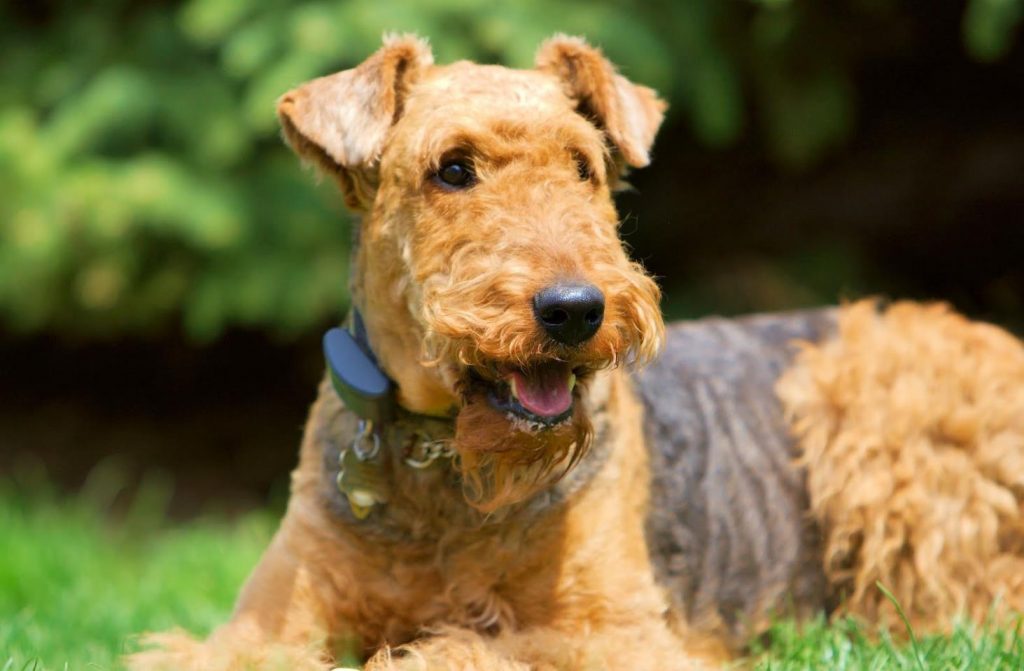 Airedale Terrier