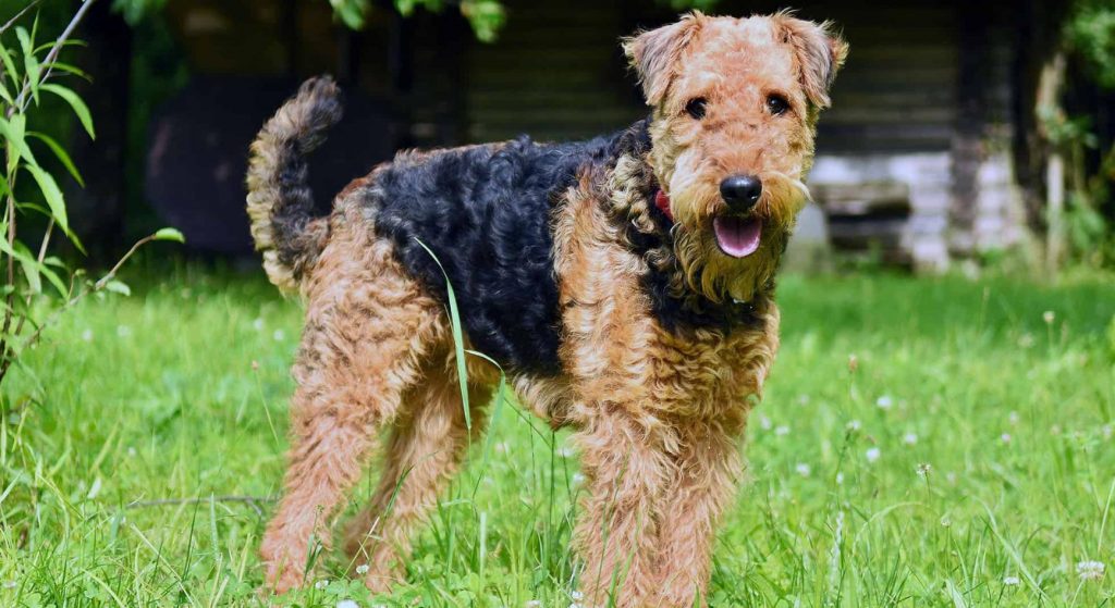 Airedale Terrier