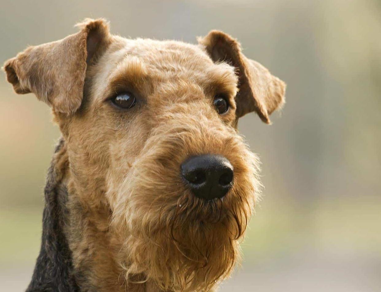 Airedale Terrier