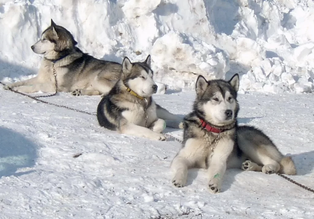 Alaskan Malamute