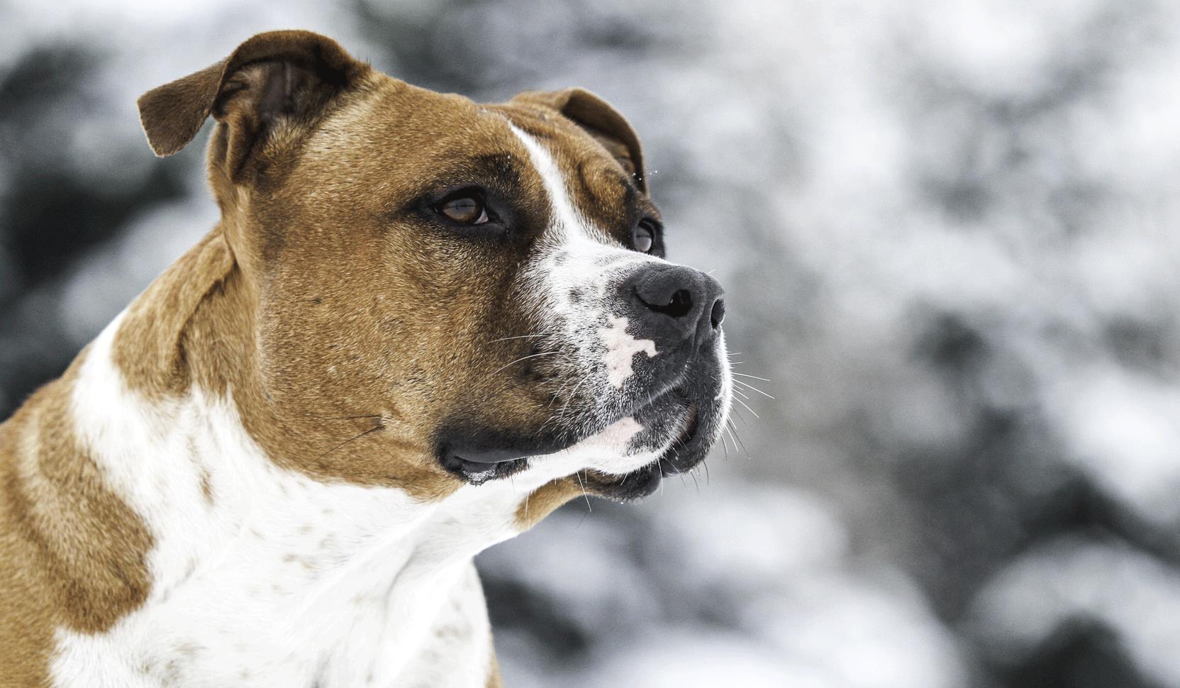 American Staffordshire Terrier