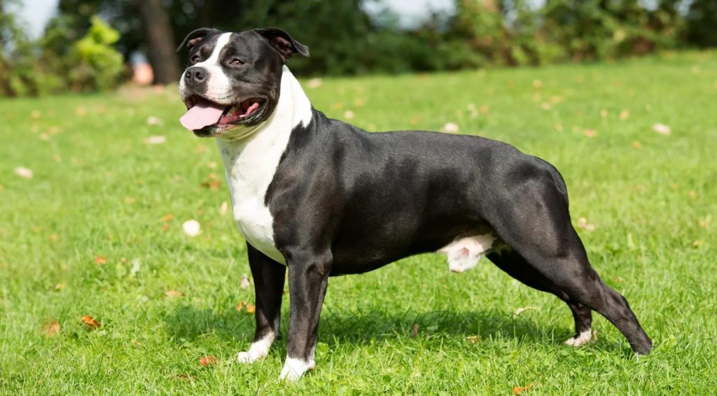 American Staffordshire Terrier