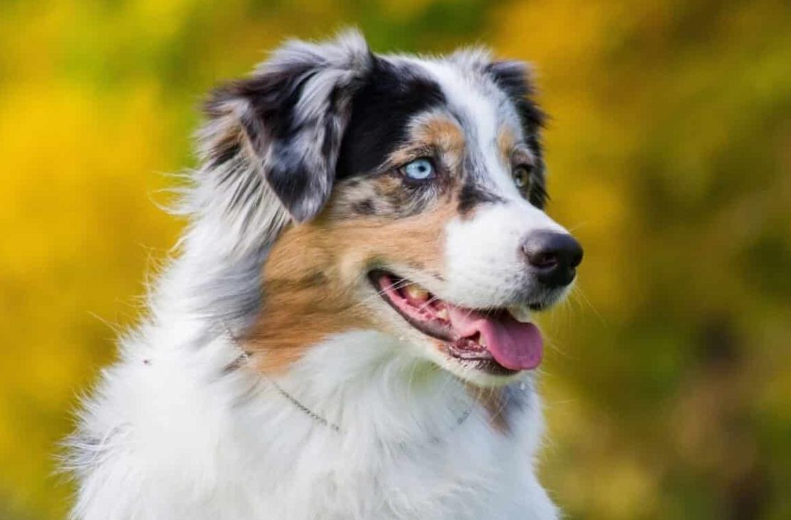 Australian Shepherd