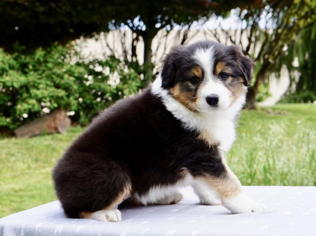 Australian Shepherd