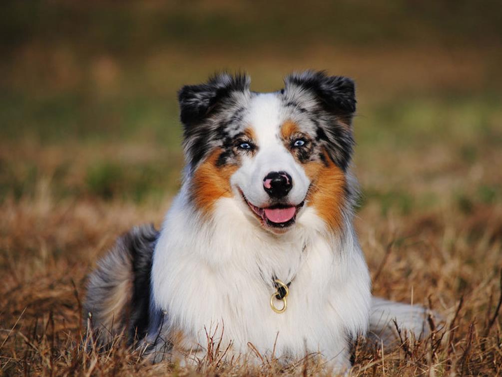 Australian Shepherd