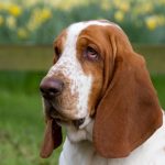 Basset Hound