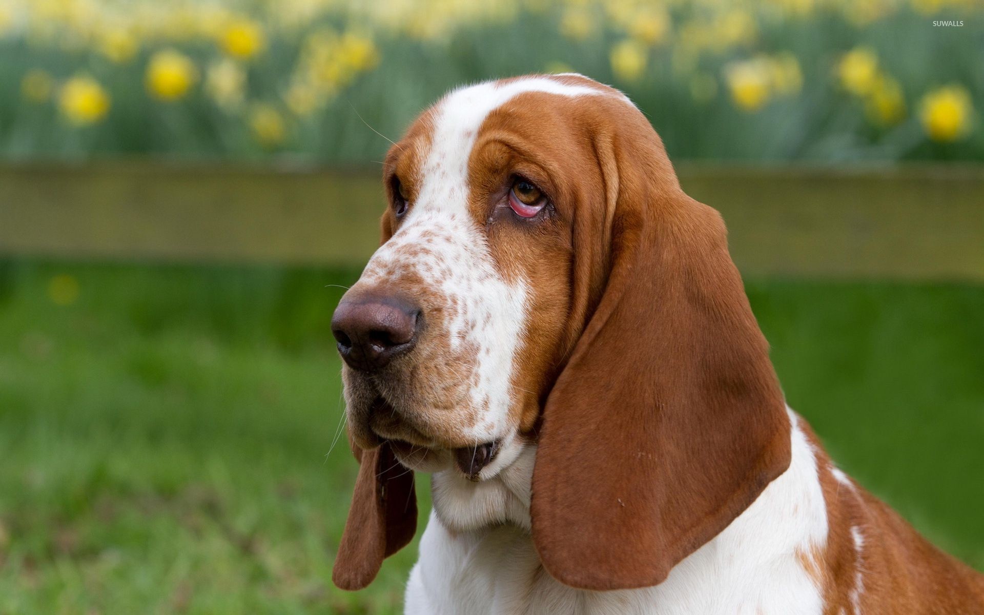 Basset Hound