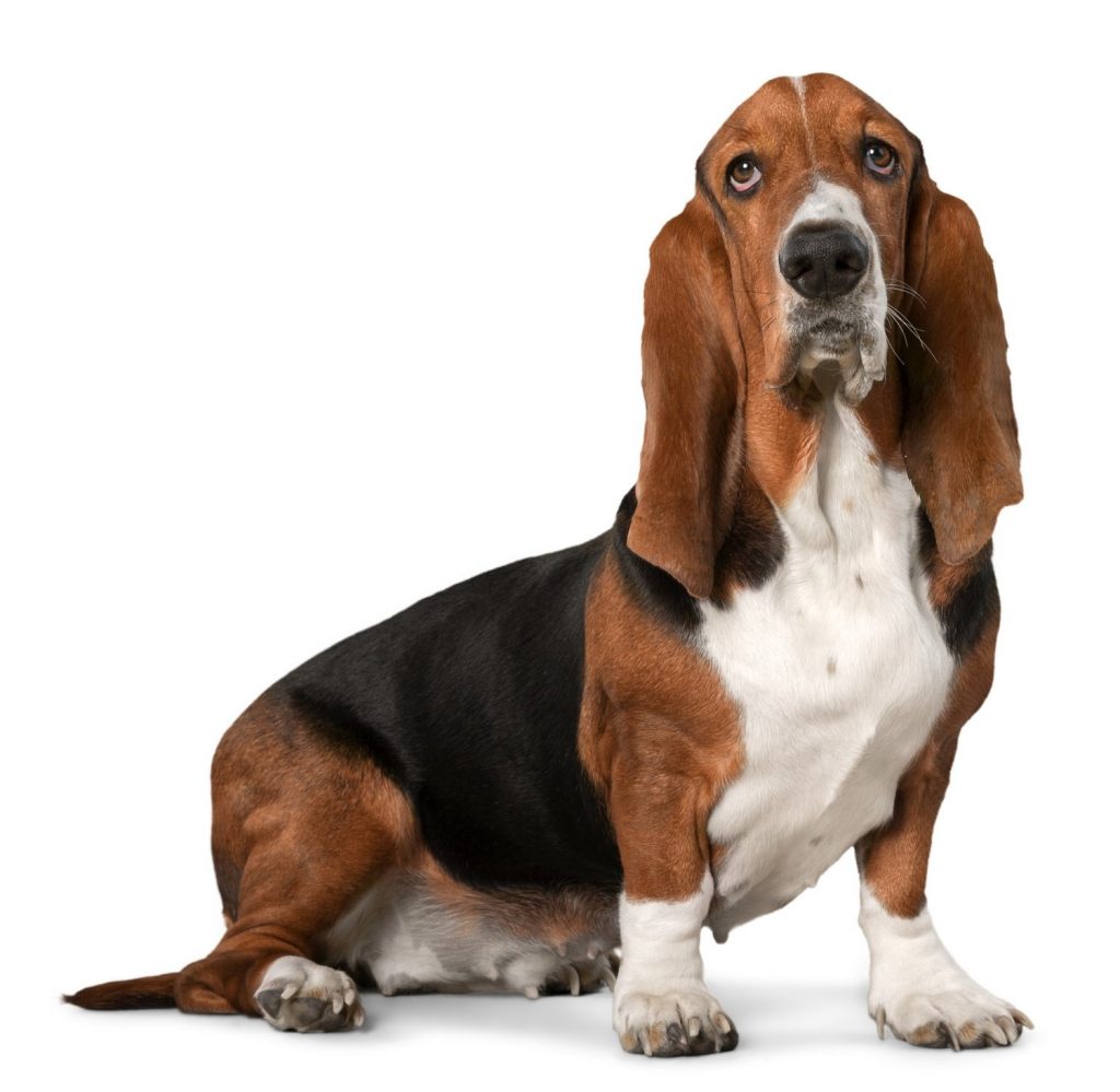 Basset Hound