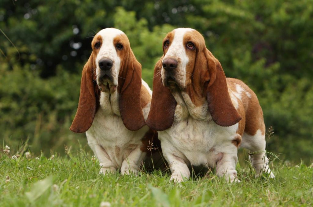 Basset Hound