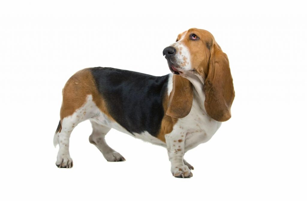 Basset Hound