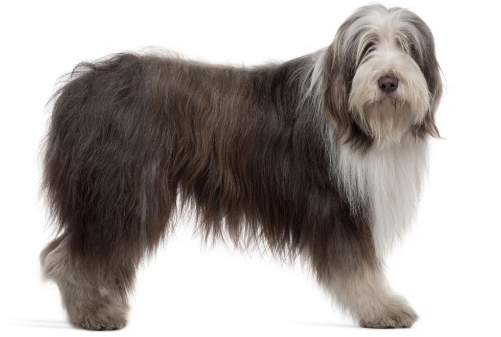 Bearded Collie