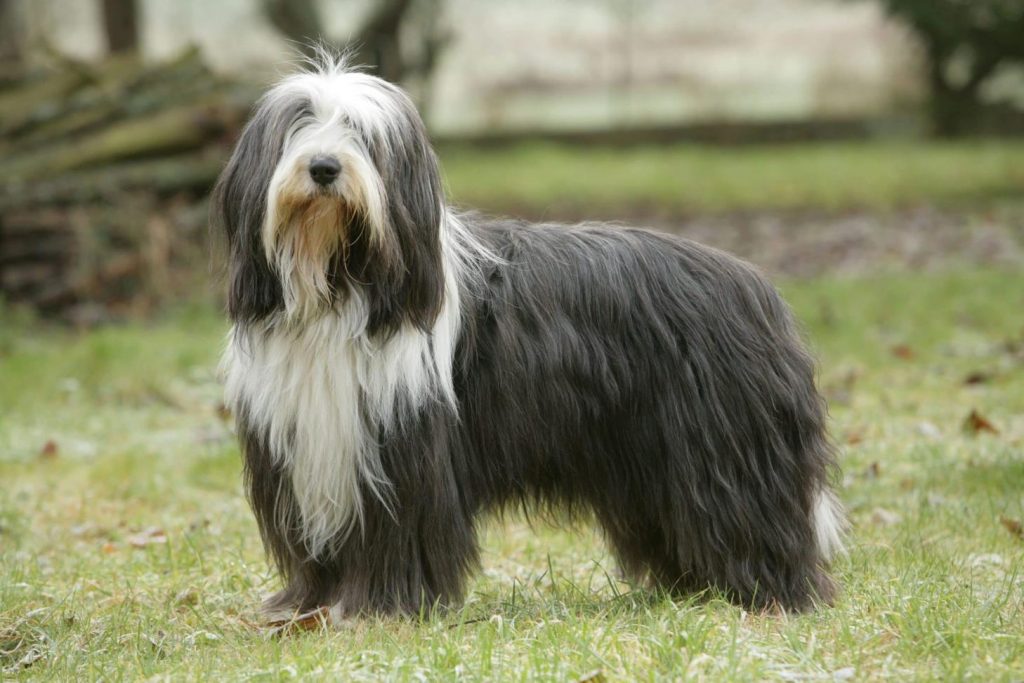 Bearded Collie