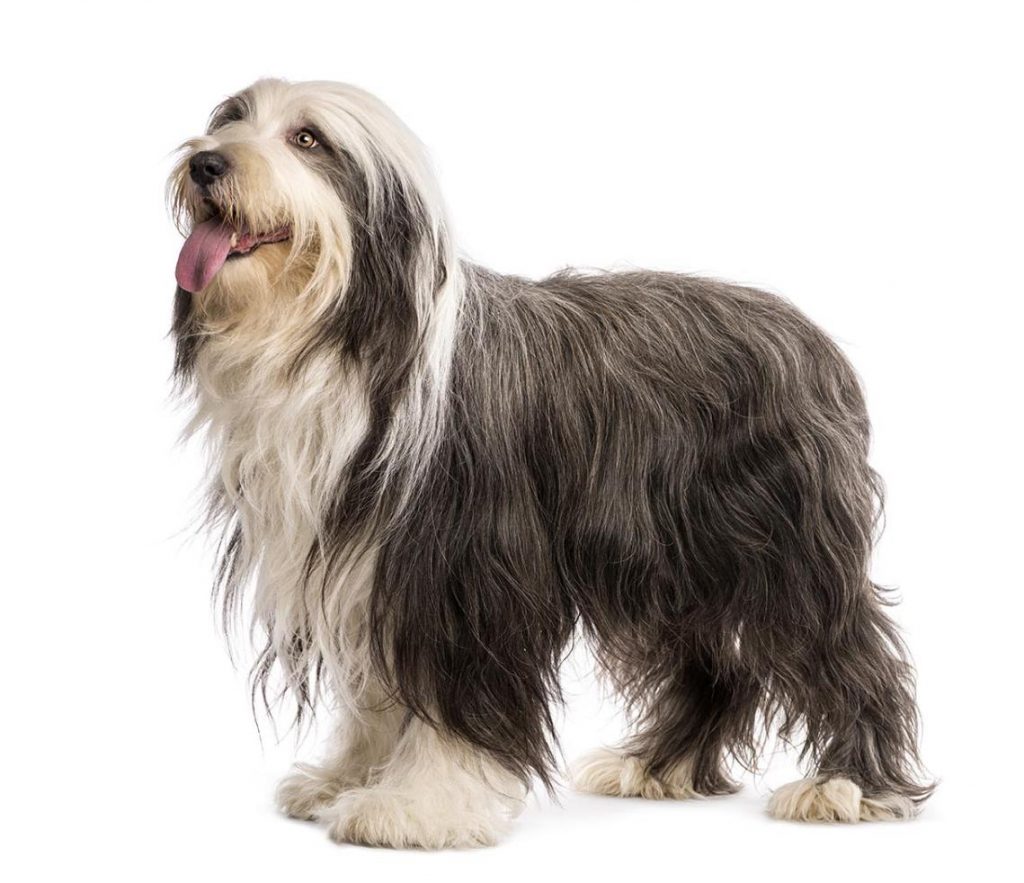 Bearded Collie