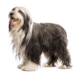 Bearded Collie