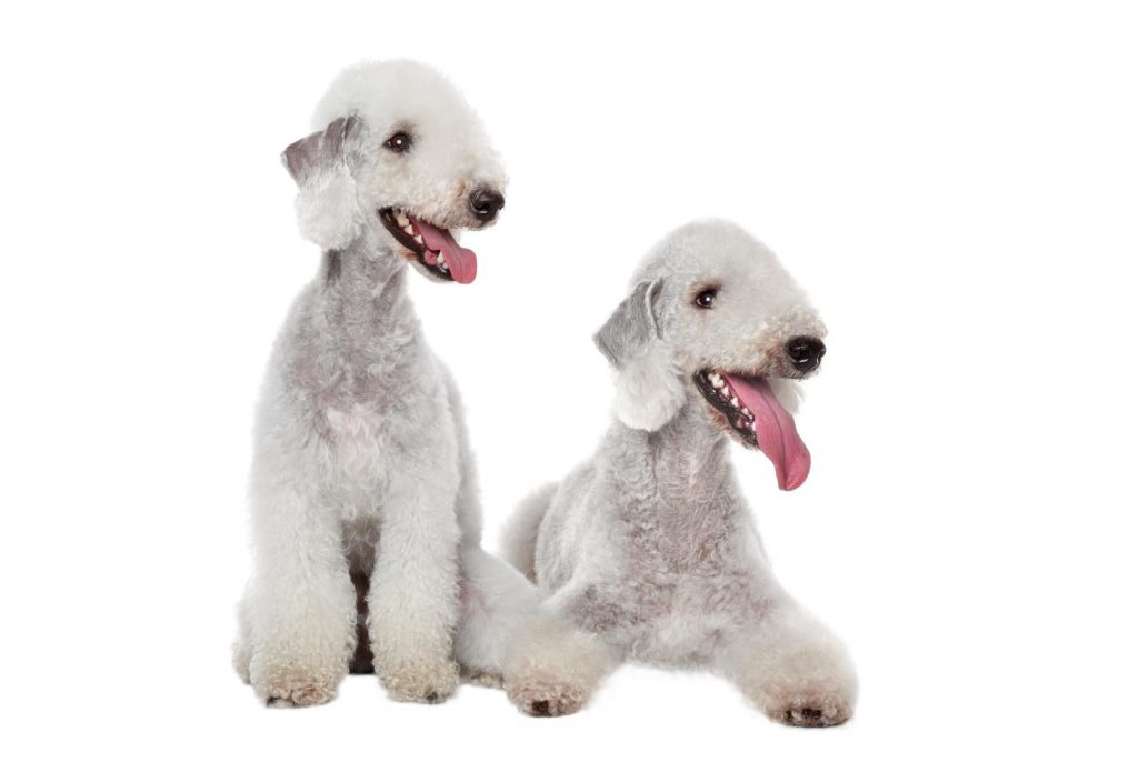 Bedlington Terrier