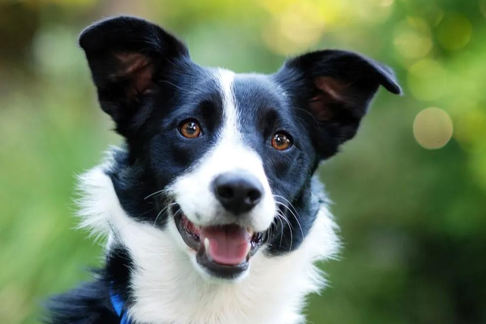 Border Collie