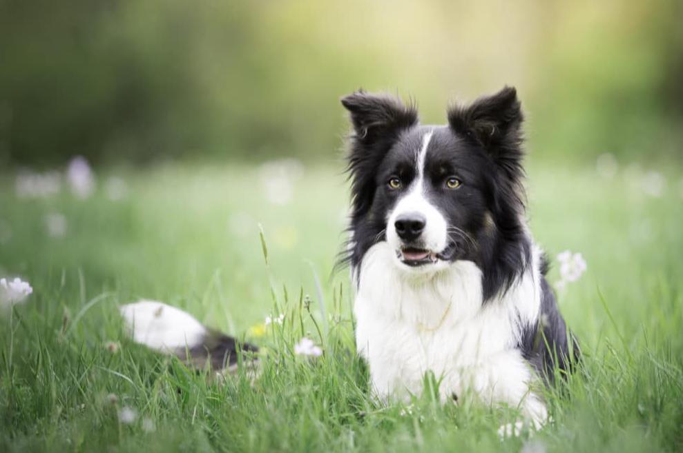 Border Collie