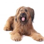 Briard