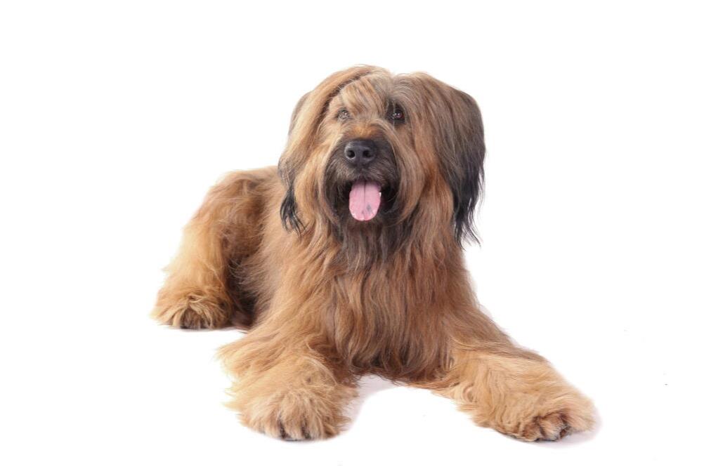 Briard