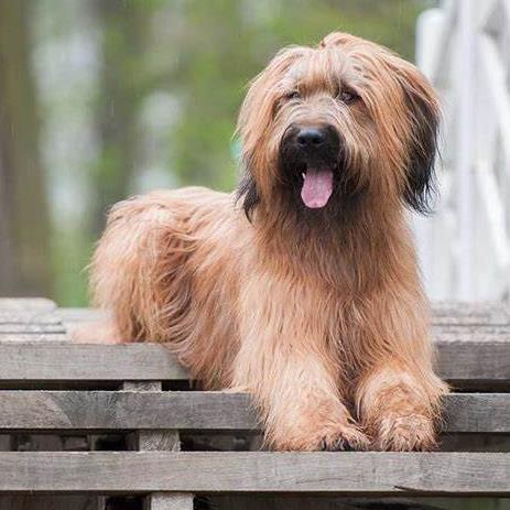 Briard