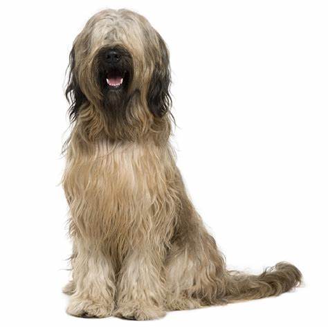 Briard