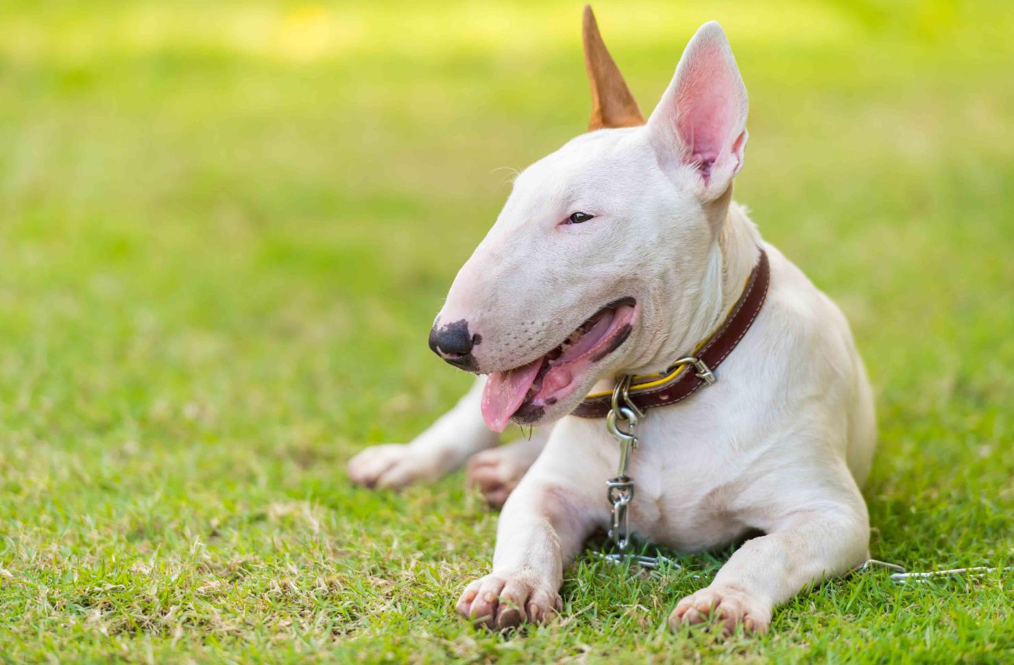 Bull Terrier