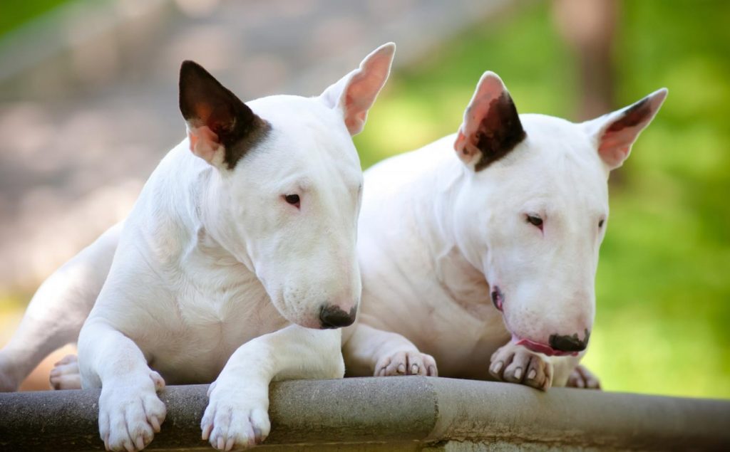 Bull Terrier