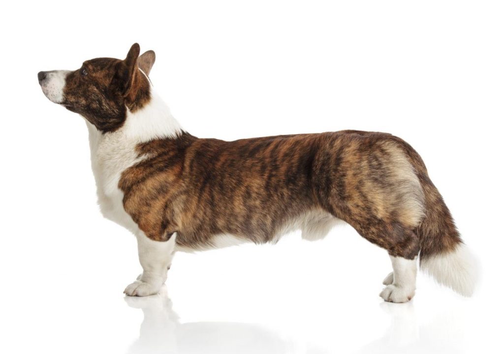 Cardigan Welsh Corgi