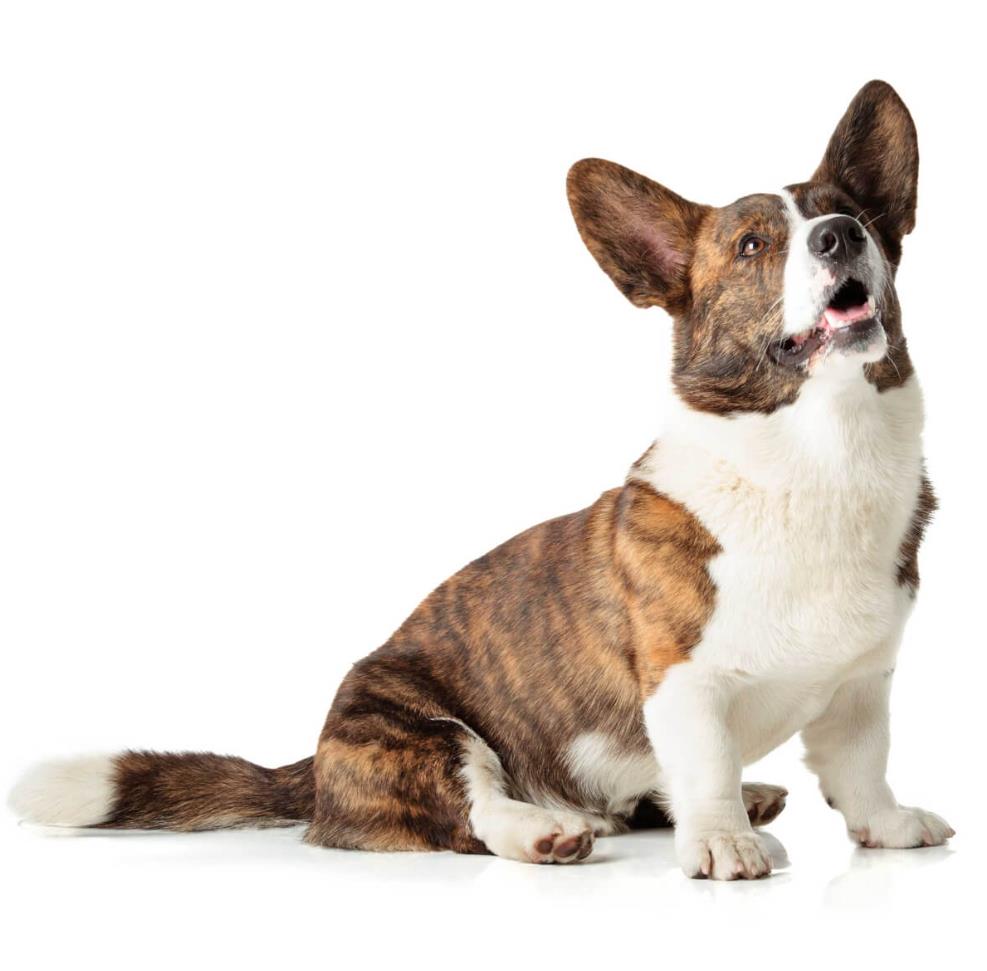 Cardigan Welsh Corgi