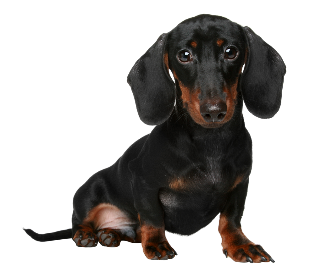 Dachshund