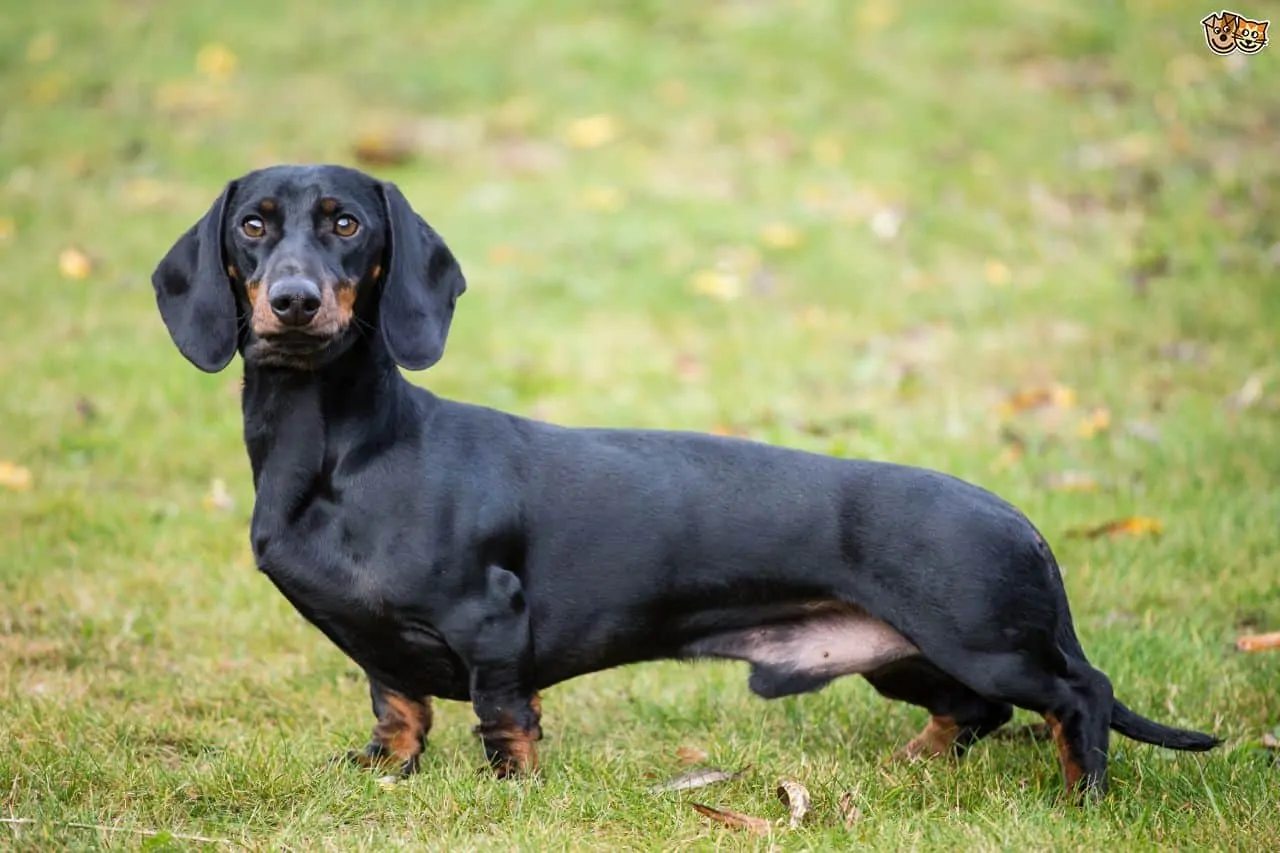 Dachshund