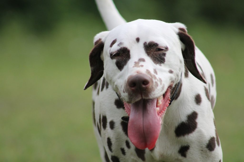 Dalmatian