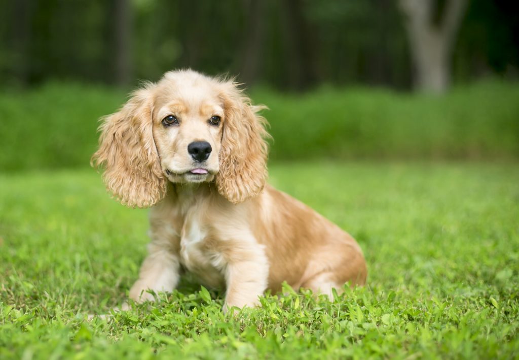 English Cocker Spaniel