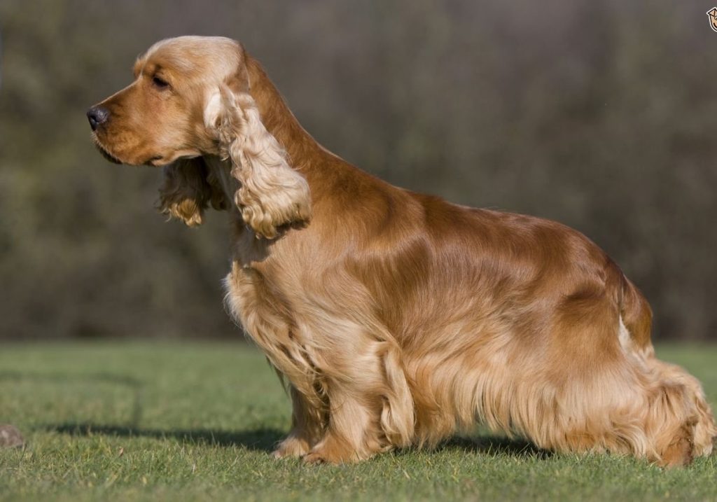 English Cocker Spaniel