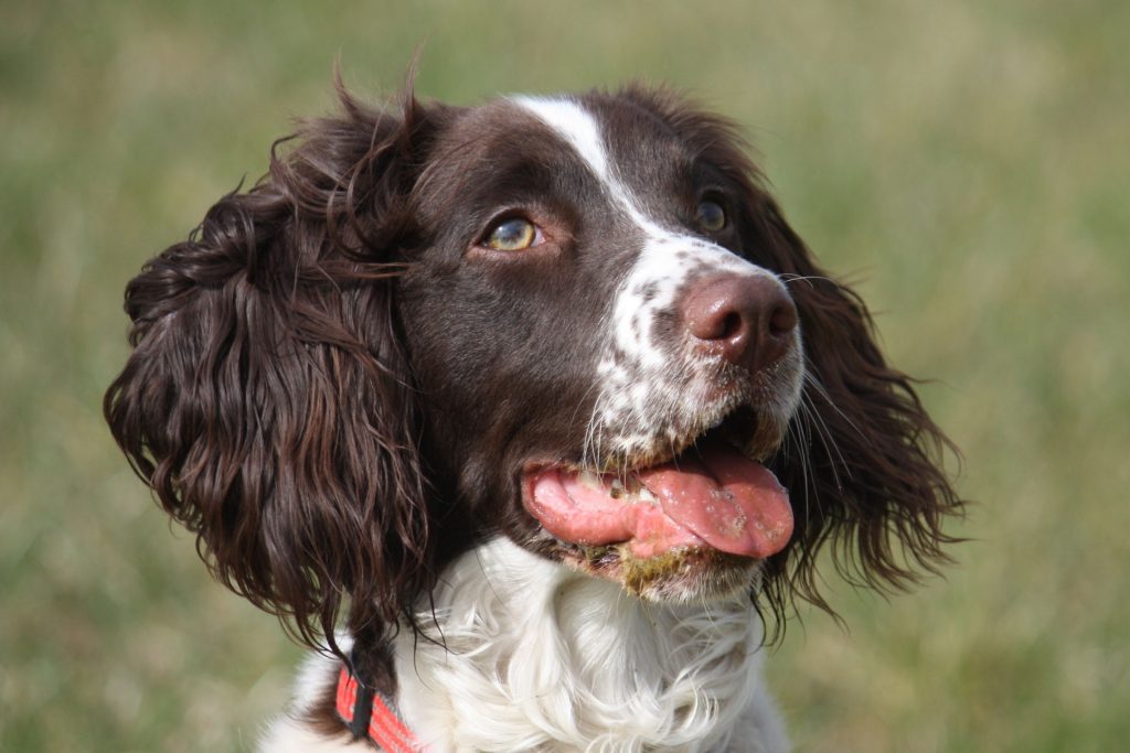 English springer spanien