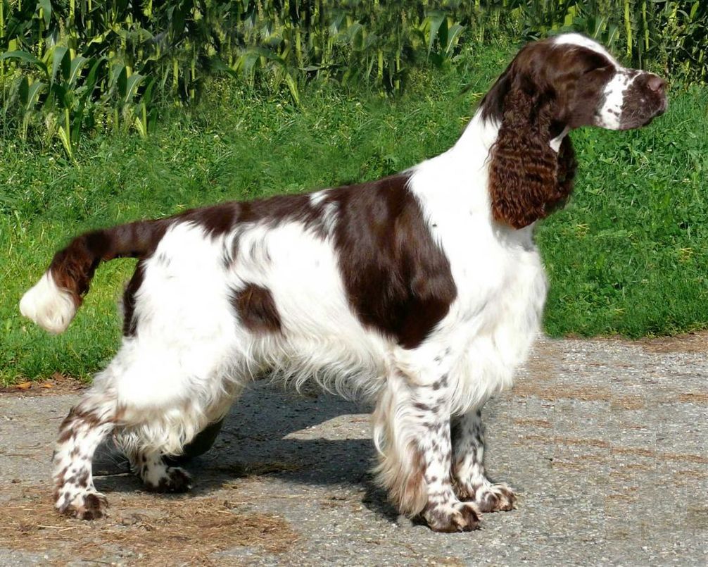 English springer spanien