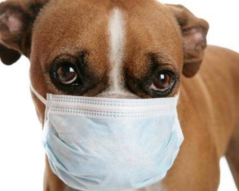 First aid knowledge of canine poisoning