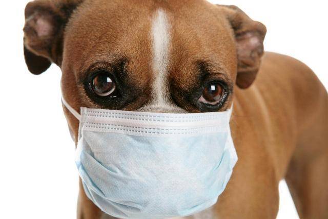 First aid knowledge of canine poisoning