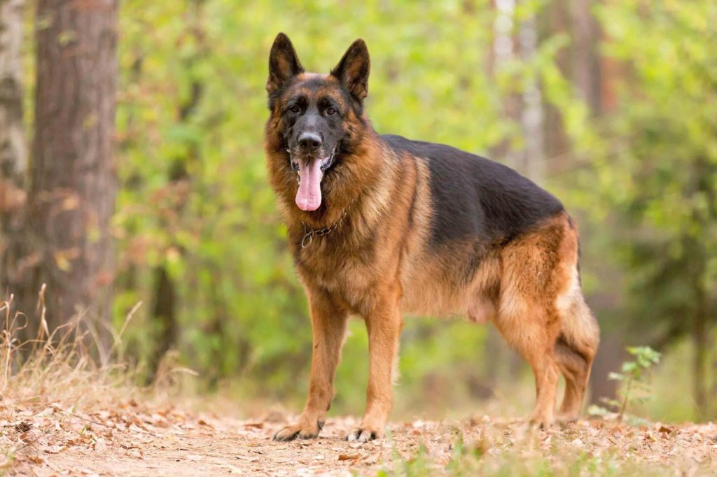 German Shepherd Dog