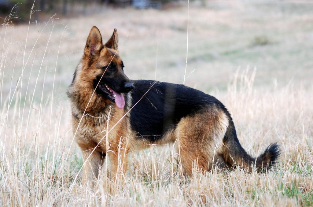 German Shepherd Dog