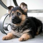 German Shepherd Puppy Training Methods