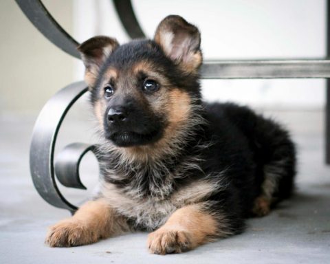 German Shepherd Puppy Training Methods