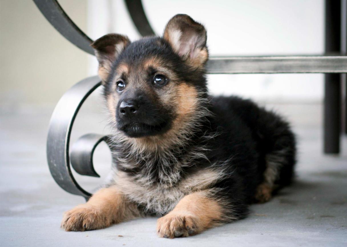 German Shepherd Puppy Training Methods