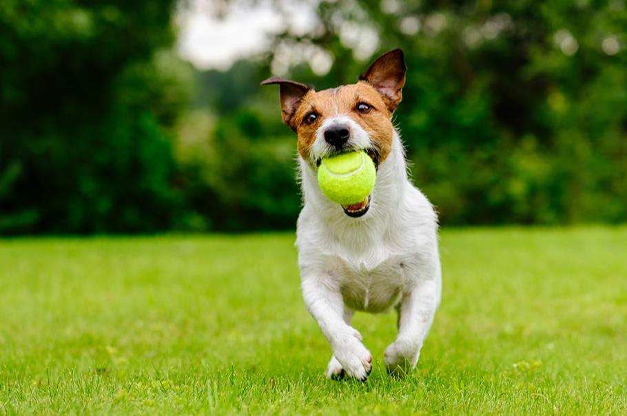 Good and Bad Games for Dog Training