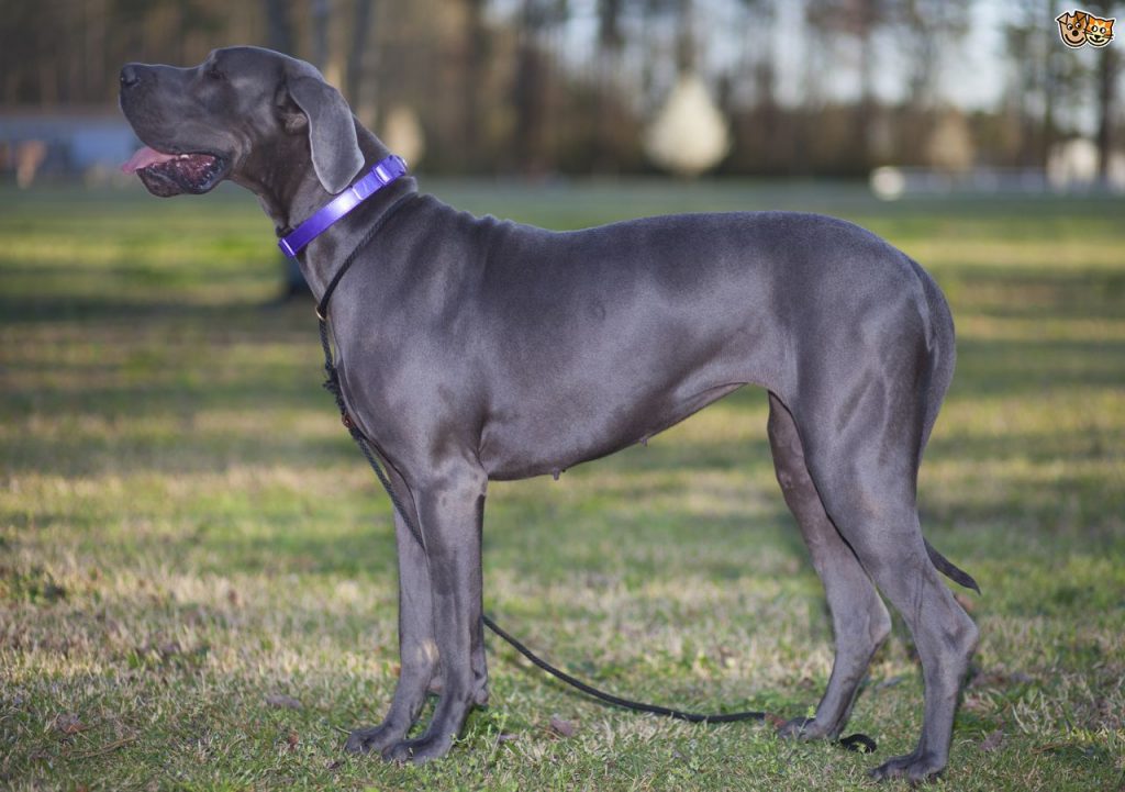 Great Dane